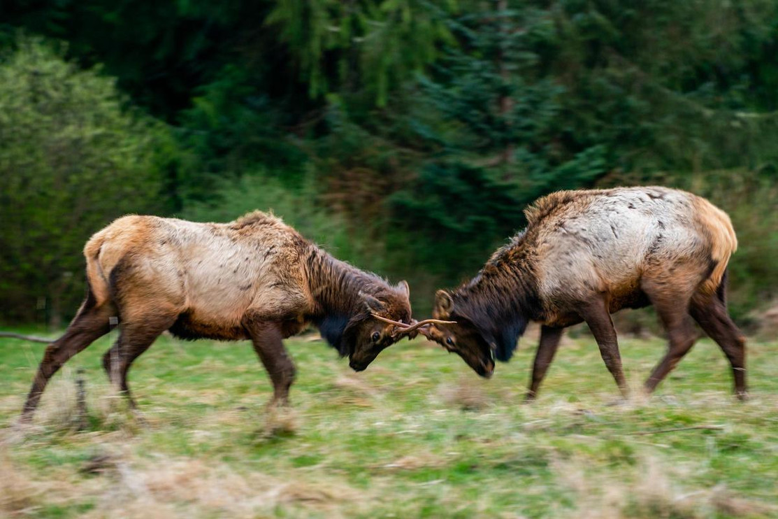 Roosevelt elk spar in Washington